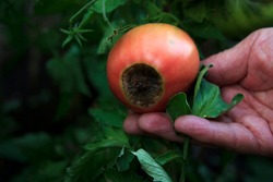 Disease of tomatoes. Blossom end rot on the fruit. Damaged red tomato in the farmer hand. Close-up. Crop problems. Blurred agricultural background. Low key