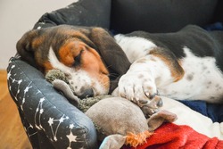 Basset Hound puppy sleeps in his bed, hugged the toy. Basset hound puppies.