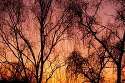 Photo of orange and pink gradient sunset with big trees black silhuettes. Evening yellow blendind multicolored sky in bright colors in suburbs.