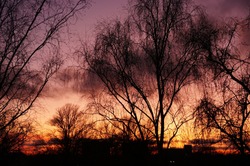 Photo of orange and pink gradient sunset with big trees black silhuettes. Evening yellow blendind multicolored sky in bright colors in suburbs.
