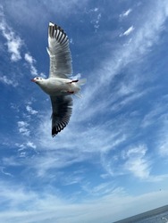 Beautiful Seagull with the Great sky at Bang Poo, Thailand