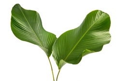 Calathea lutea foliage,(Cigar Calathea, Cuban Cigar),Calathea leaf,Exotic tropical leaf, isolated on white background.