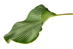 Calathea lutea leaf(Cigar Calathea, Cuban Cigar),Calathea leaf,Exotic tropical leaf, isolated on white background.