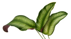 Calathea ornata leaves(Pin-stripe Calathea),Tropical foliage isolated on white background.