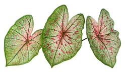 Caladium bicolor leaf tropical isolated on white background.
