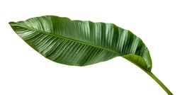 Banana leaf tropical isolated on white background.