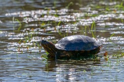 Small black-bellied slider turtle or water tiger turtle- trachemys dorbigni - basking in the sun next to a pond. Location: El Palmar National Park, Argentina