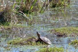 Small black-bellied slider turtle or water tiger turtle- trachemys dorbigni - basking in the sun next to a pond. Location: El Palmar National Park, Argentina