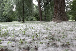 Summer snow: close photo of white poplar fluff among green grass