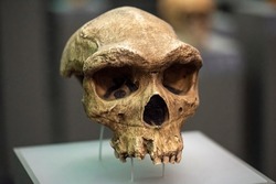 heidelbergensis is an extinct species or subspecies of archaic human which existed during the Middle Pleistocene. It was subsumed as a subspecies of H. erectus in 1950 as H. e. heidelbergensis,