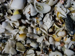 Many colored small shells on the Caspian coast