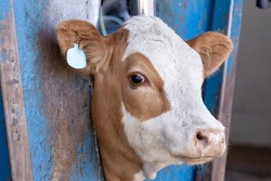 A calf in a neck clamp during processing at a feedlot or feed yard