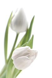 two white flowering tulips, photographed with shallow depth of field
