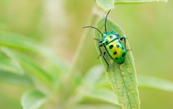 Scutelleridae is a family of true bugs. They are commonly known as jewel bugs or metallic shield bugs due to their often brilliant coloration.