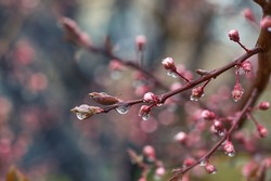 A branch of a blooming peach tree on a blurry blue-pink background. Fresh pink peach tree buds after the rain. Spring background with delicate flowers