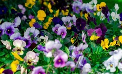 close up wooden piano keyboard. decorative piano covered with grass. colorful flowers in the interior of the piano. beautiful easter decor outside, in a city capital. violas species flowers. music art