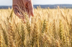 defocused wheat field.woman hand on wheat straws.growth nature harvest,bread making,home bakery. agriculture farm,ripening wheat.golden color,green tones.