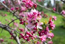 Malus profusion - crabapple pink flowers closeup. Blooming crabapples crab apples, crabtrees or wild apples