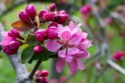 Malus profusion - crabapple pink flowers closeup. Blooming crabapples crab apples, crabtrees or wild apples