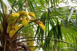 Blooming hemp palm Trachycarpus fortunei in the spring in summer in a botanical garden, rainforest, park, jungle on a background of green palm leaves. Yellow inflorescence flower on a flower stalk.