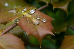 Macro dew drops on a brown leaf of Aquifoliaceae. Organic background, healthy concept, eco-friendly, after rain.