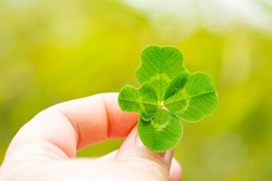 Four-leaf clover in a woman's hand, close-up, selective focus. The concept is luck.