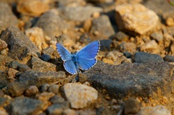 A blue butterfly sits on a rock. Insects in nature.