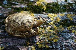 A turtle figurine on a tree trunk. The symbol of Feng Shui.