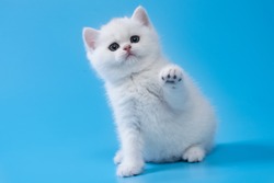 British Shorthair kitten of silver color on blue  backgrounds