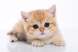 Golden spotted british kitten on white isolated background in a lying pose
