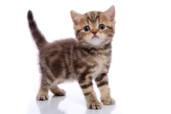 Kitten Scottish Straight chocolate marble color on a white background isolated