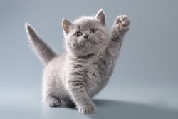 Beautiful blue British shorthair little kitten on a light gray background in playful poses with an intelligent look