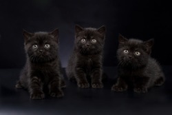 Group of three black British Shorthair kittens on a black background