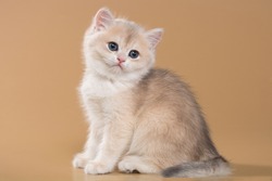 British shorthair kitten of blue gold color on a beige background in playful poses