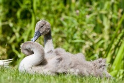 A little grey swan chicks young birds in the park