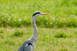 A single isolated Gray heron bird head silhouette standing on the grass in the park