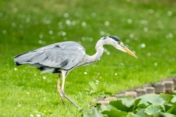 A single isolated Gray heron bird head silhouette standing on the grass in the park