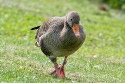 A single isolated gaggle goose grey bird with orange feet on the grass in the park in Bremen Germany