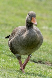 A single isolated gaggle goose grey bird with orange feet on the grass in the park in Bremen Germany