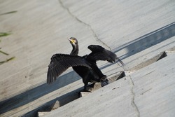 A single isolated black feathered cormorant bird showing its wings standing on a grey concrete sidewalk with yellow beak, young black bird with black feathers