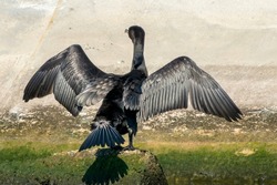 A single isolated flying bird, large bird black cormorant with black and brown long wings next to a river, shiny feathers