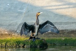 A single isolated flying bird, large bird black cormorant with black and brown long wings next to a river, shiny feathers