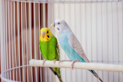Two parrots in a cage