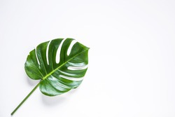 Tropical palm leaf isolated.view from above