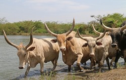 Herd of Zebu cows with huge horns drinking water from lake. Senegal, Africa