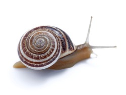 Land snail of the Helicidae Family. It is a species that is eaten in the south of Spain. Otala lactea. 