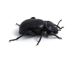 Darkling beetle. Family tenebrionidae. Morica planta. 