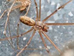 Marbled cellar spider. Pholcidae family. Holocnemus pluchei.