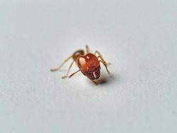 Ant on a white background. Pheidole pallidula      