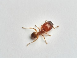 Ant on a white background. Pheidole pallidula      